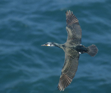 Japanese Cormorant (Phalacrocorax capillatus) photo