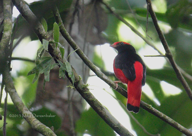 Black-necked Red Cotinga (Phoenicircus nigricollis) photo image