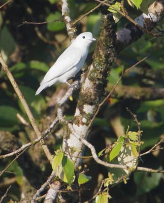 Snowy Cotinga (Carpodectes nitidus) photo