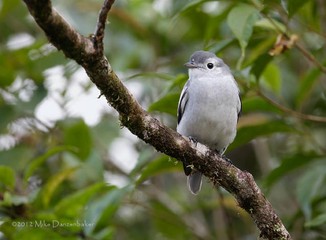 Snowy Cotinga (Carpodectes nitidus) photo image