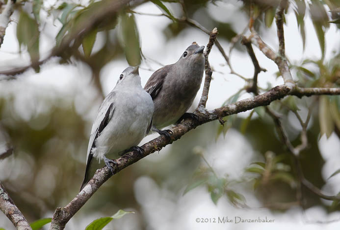 Snowy Cotinga (Carpodectes nitidus) photo image