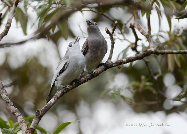 Snowy Cotinga (Carpodectes nitidus) photo image