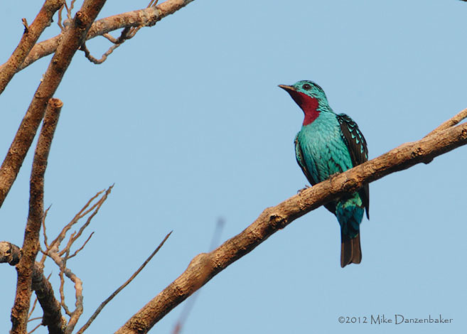Spangled Cotinga (Cotinga cayana) photo image