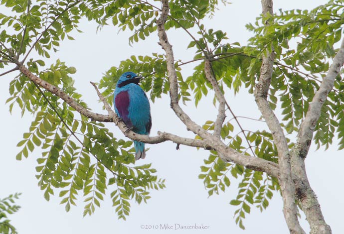 Turqoise Cotinga (Cotinga ridgwayi) photo