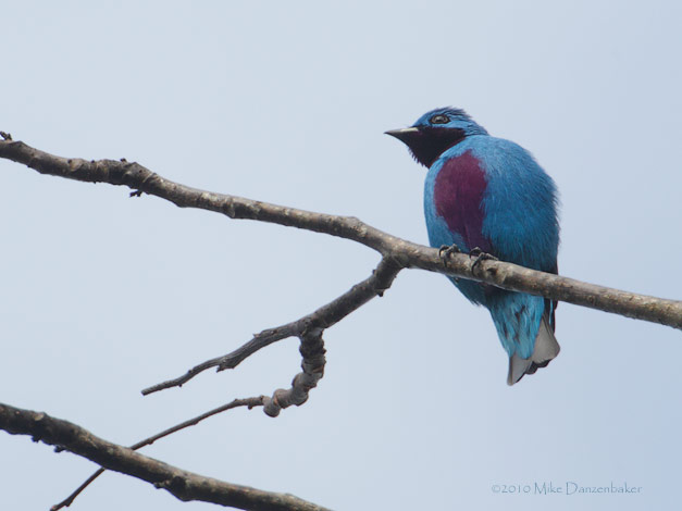 Turqoise Cotinga (Cotinga ridgwayi) photo