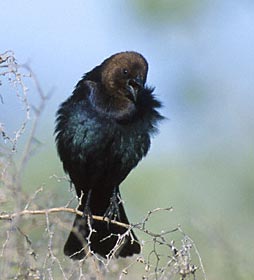 Brown-headed Cowbird (Molothrus ater) photo image