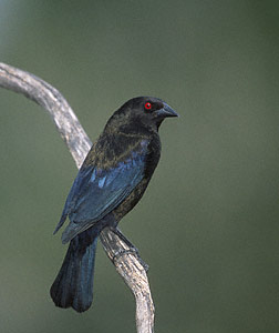 Bronzed Cowbird (Molothrus aeneus) photo image