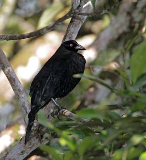 Giant Cowbird (Molothrus oryzivorus) photo image