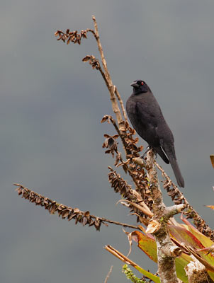 Giant Cowbird (Scaphidura oryzivora) photo