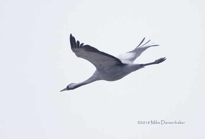 Common Crane (Grus grus) photo