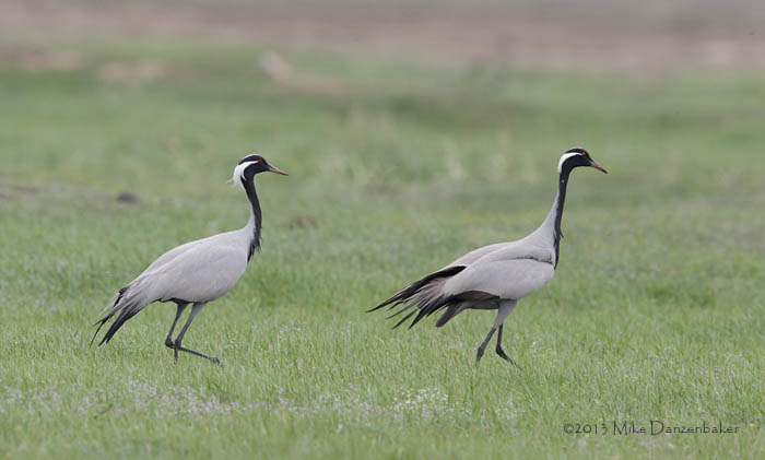Demoiselle Crane (Grus virgo) photo image