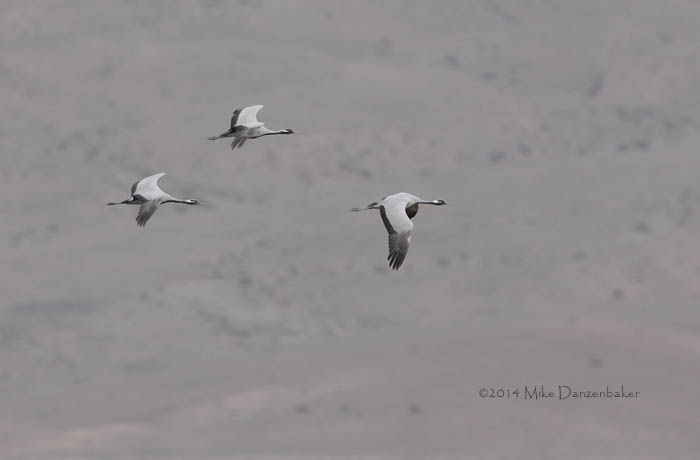 Demoiselle Crane (Grus virgo) photo image