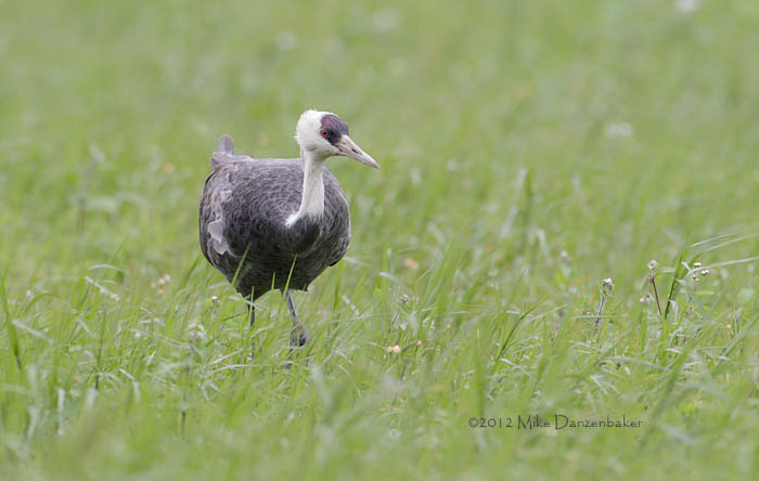 Hooded Crane (Grus monacha) photo image