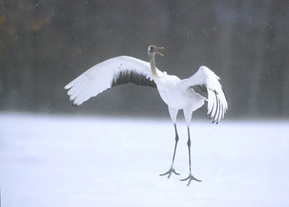 Red-crowned Crane (Grus japonensis) photo image