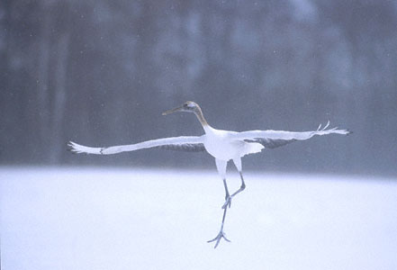 Red-crowned Crane (Grus japonensis) photo image