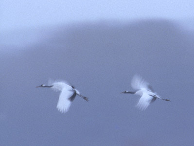 Red-crowned Crane (Grus japonensis) photo