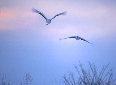 Red-crowned Crane (Grus japonensis) photo image
