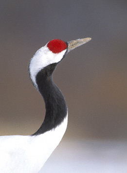 Red-crowned Crane (Grus japonensis) photo image