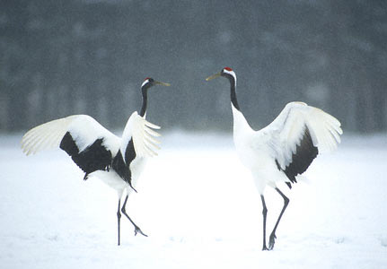 Red-crowned Crane (Grus japonensis) photo