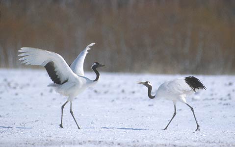 Red-crowned Crane (Grus japonensis) photo image