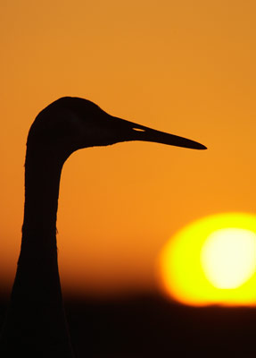 Sandhill Crane (Grus canadensis) photo image