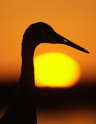 Sandhill Crane (Grus canadensis) photo image