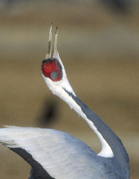 White-naped Crane (Grus vipio) photo image