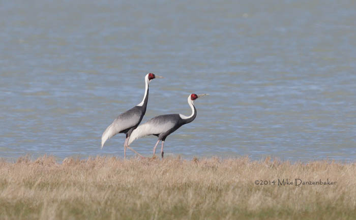 White-naped Crane (Grus vipio) photo image