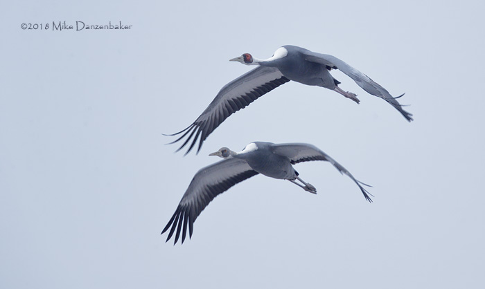 White-naped Crane (Grus vipio) photo image