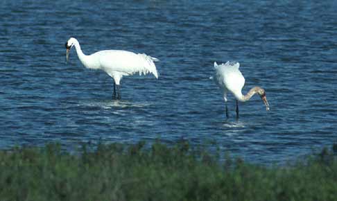 Whooping Crane (Grus americana) photo image