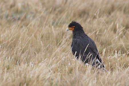 Carunculated Caracara (Phalcoboenus carunculatus) photo image