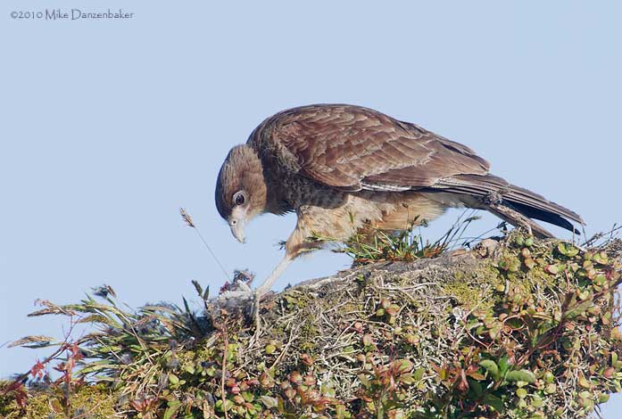 Chimango Caracara (Milvago chimango) photo image