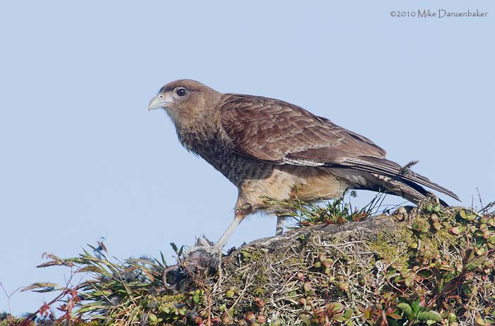 Chimango Caracara (Milvago chimango) photo image