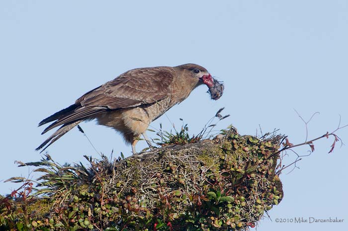 Chimango Caracara (Milvago chimango) photo image