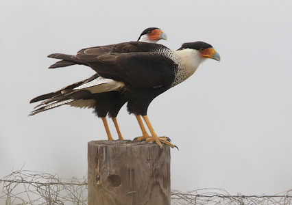 Northern Crested Caracara (Caracara cheriway) photo image