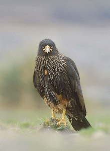 Striated Caracara (Phalcoboenus australis) photo image