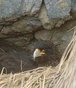Striated Caracara (Phalcoboenus australis) photo image