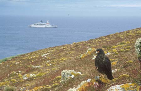 Striated Caracara (Phalcoboenus australis) photo image
