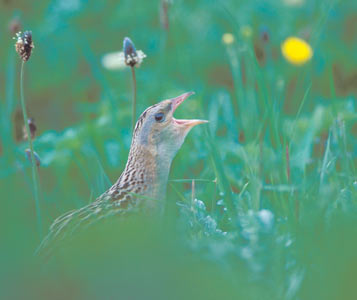 Corn Crake (Crex crex) photo image