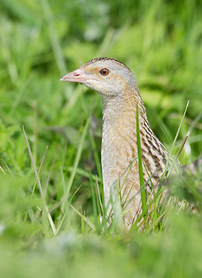 Corn Crake (Crex crex) photo
