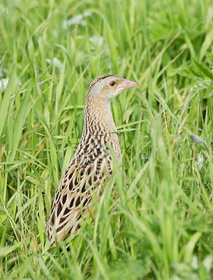 Corn Crake (Crex crex) photo