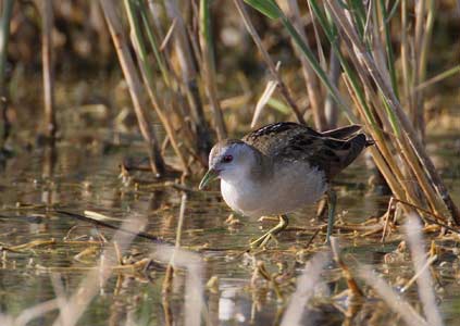 Little Crake (Porzana parva) photo image