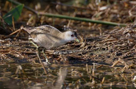 Little Crake (Porzana parva) photo image