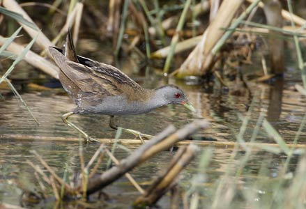 Little Crake (Porzana parva) photo image