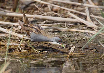 Little Crake (Porzana parva) photo image