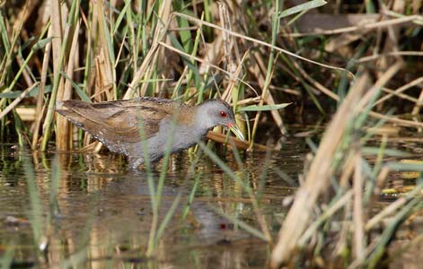 Little Crake (Porzana parva) photo image