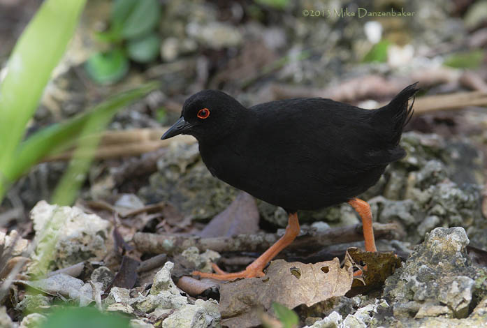 Red-eyed (Henderson) Crake (Porzana atra) photo image