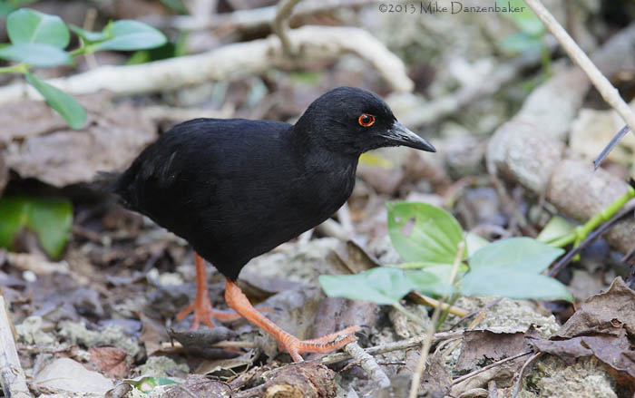 Red-eyed (Henderson) Crake (Porzana atra) photo image