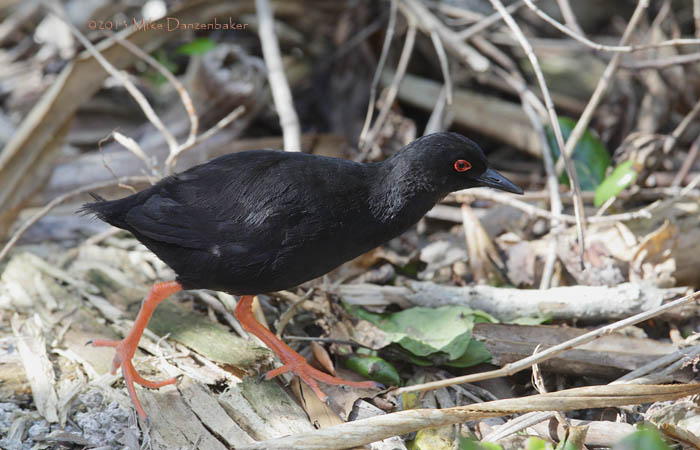 Red-eyed (Henderson) Crake (Porzana atra) photo image