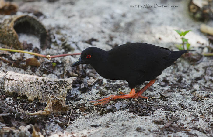 Red-eyed (Henderson) Crake (Porzana atra) photo image